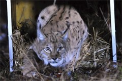 Un couple de lynx pour les Kalkalpen
