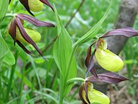 Protection des Alpes : l'Autriche doit faire mieux