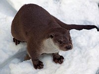 Le retour de la loutre