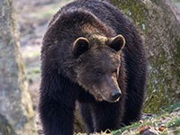 La population d'ours augmente dans les Alpes