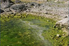 Les parcs nationaux prélèvent les poissons exotiques de leurs eaux