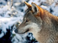 Mobilisation commune pour le loup