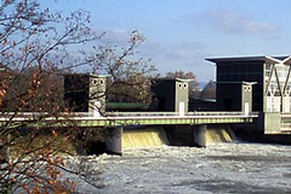 Le Rhin abritera bientôt des saumons
