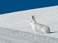 Biodiversité : le stress visible dans les excréments de lièvre