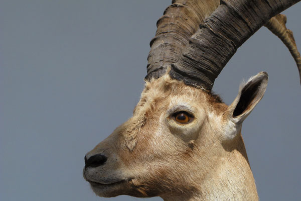 Le changement climatique favorise le bouquetin