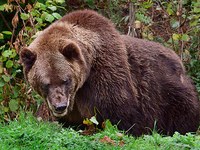 Comment gérer les ours problématiques