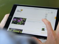 Journée mondiale des abeilles : des conseils pratiques pour les communes