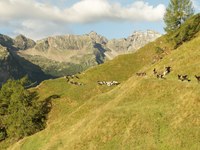 La saison d'alpage désormais inscrite au patrimoine culturel de l'UNESCO