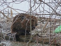 Le castor est de retour