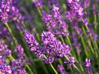 Les Alpes au-delà de la crise