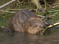 Les Alpes, pays natal du loup, du lynx et du castor