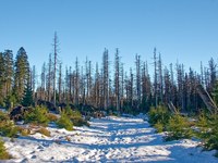 Les forêts de montagne face au changement climatique