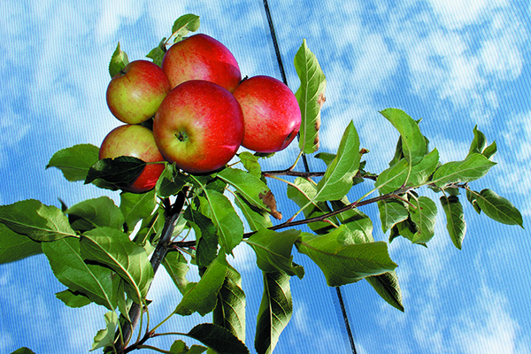 Les initiatives citoyennes ont le vent en poupe