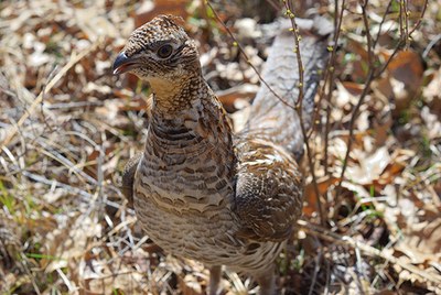Place au tétras-lyre