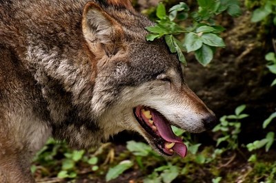 Représentations du loup : nos valeurs en question