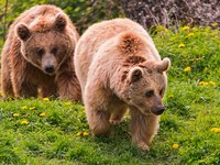 Lettre ouverte our la protection de l’ours brun alpin dans les Alpes