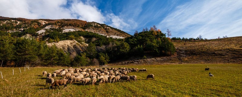Speci'Alps - CIPRA France investit la question de l’avenir du pastoralisme