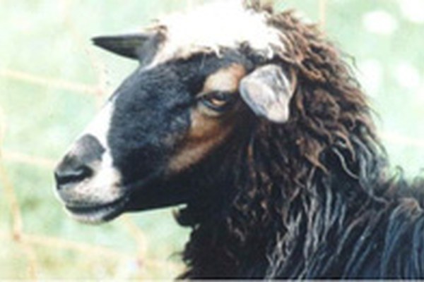 Tema prvega koordinacijskega sestanka je bila bovška ovca