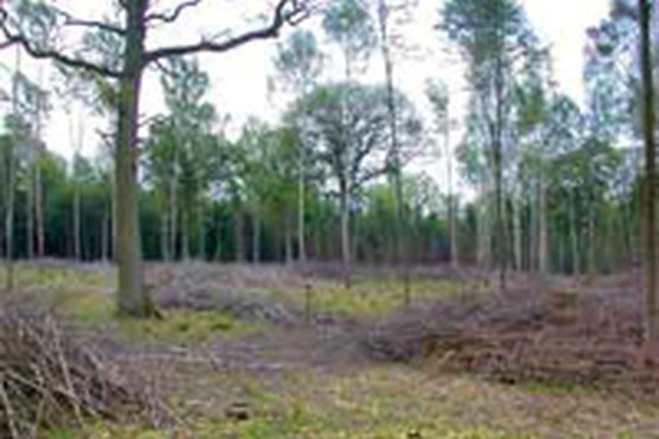 Bavarska začela izvajati program pogodbenega varstva narave za gozdove