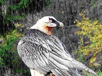 Brkati ser spet gnezdi v Švici