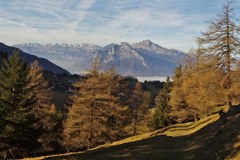 Evropski dnevi gorskih gozdov