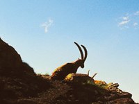 Velika zavarovana območja kot turistični trend