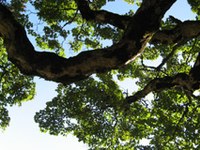 Gozd in Kjotski protokol