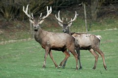 Bavarska načrtuje nove zelene mostove za risa in druge živali