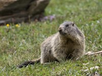 Študija o podnebnih spremembah na Tirolskem