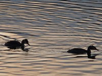 Ali bodo podnebne spremembe Alpe izsušile?