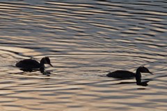 Ali bodo podnebne spremembe Alpe izsušile?