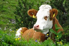 Prostovoljno cepljenje proti bolezni modrega jezika