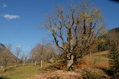 Berchtesgaden – Salzburg: učinkovitejše delovanje ekološkega omrežja na ekstenzivnih travišcih