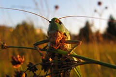 Bindingovo nagrado prejela Sur/CH in Krumbach/A
