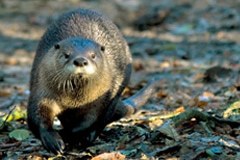 Vidra se vrača v Alpe