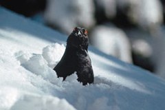 Ruševec pod stresom