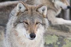 Volk, ris in medved, dobrodošli!