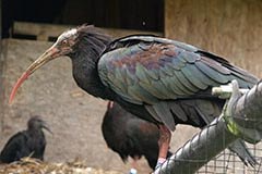 Dobrodošel, klavžar!