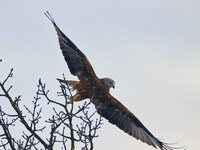 Divjad, podnebne spremembe in – svinec