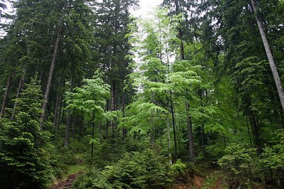 Napoved: Strokovna ekskurzija v Pahernikove gozdove