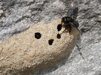 Opraševalski raji za čebele