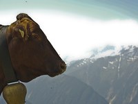 Planinski pašniki: precenjene cene zakupa in kljub temu neizkoriščeni