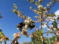 Pledoaje za divjo čebelo