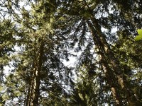 Podpis dogovora o upravljanju gozda