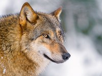 Posredovanje med človekom in velikimi zvermi