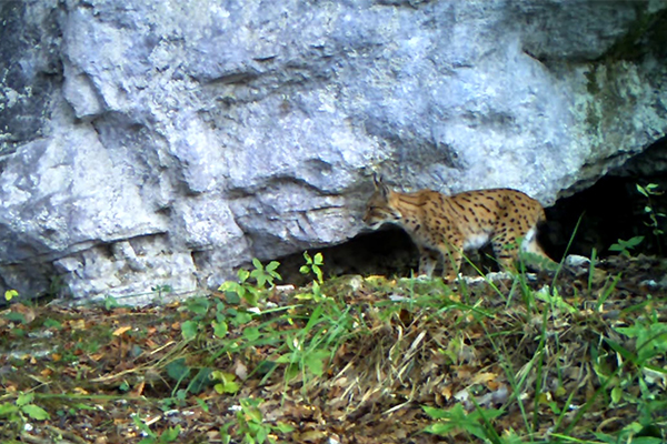 Reševanje risa pred izumrtjem