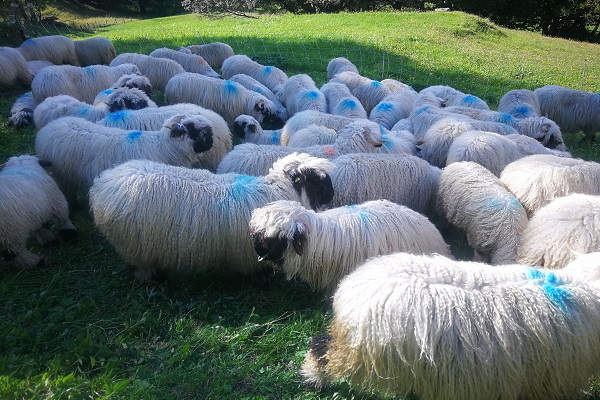 Švicarski volivci zavrnili zakon o lovu