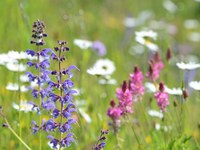 Kje so tiste rožice, pisane in bele? – Tekmovanje za izbor najlepših cvetličnih travnikov