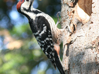 Za naravne gozdove – pustimo delček gozda pri miru