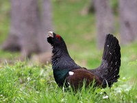 Je sobivanje divjega petelina in obiskovalcev na Vitrancu možno?